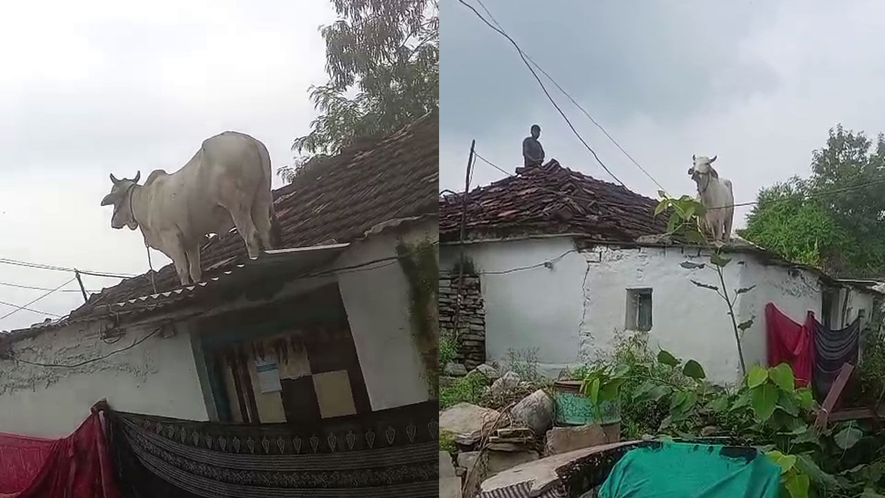 Viral Video: కుక్కల భయంతో ఇంటి మీదికి ఎక్కిన ఆవు.. ఆ తర్వాత... కిందికి దింపేందుకు తలపానం తొకకొచ్చినట్లుందిగా..