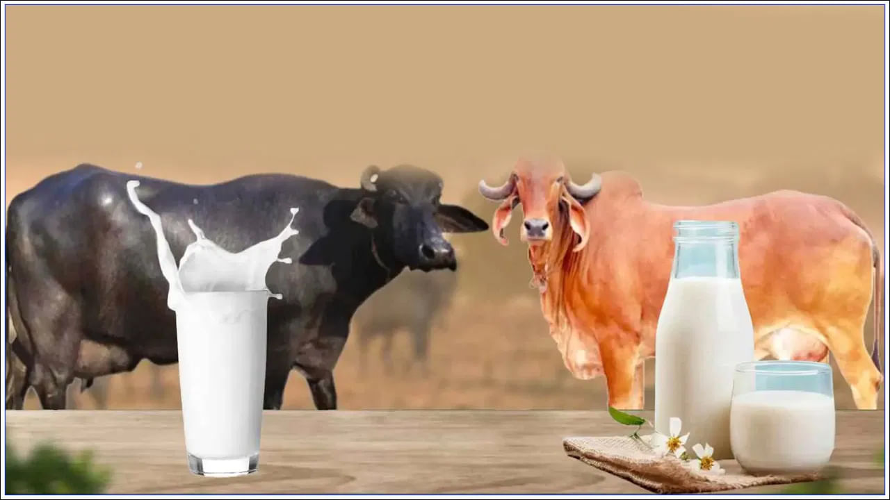 ఏ పాలు తాగాలి : ఏ పాలు తాగాలి అనేది మీ అవసరాలను బట్టి ఉంటుంది. ఎక్కువ శక్తి కోసం బర్రె పాలు తాగవచ్చు. అవి చిక్కగా ఉండి, ఎక్కువ పోషకాలను శక్తిని ఇస్తాయి. సులభంగా జీర్ణం కావాలంటే ఆవు పాలు మంచివి. 

