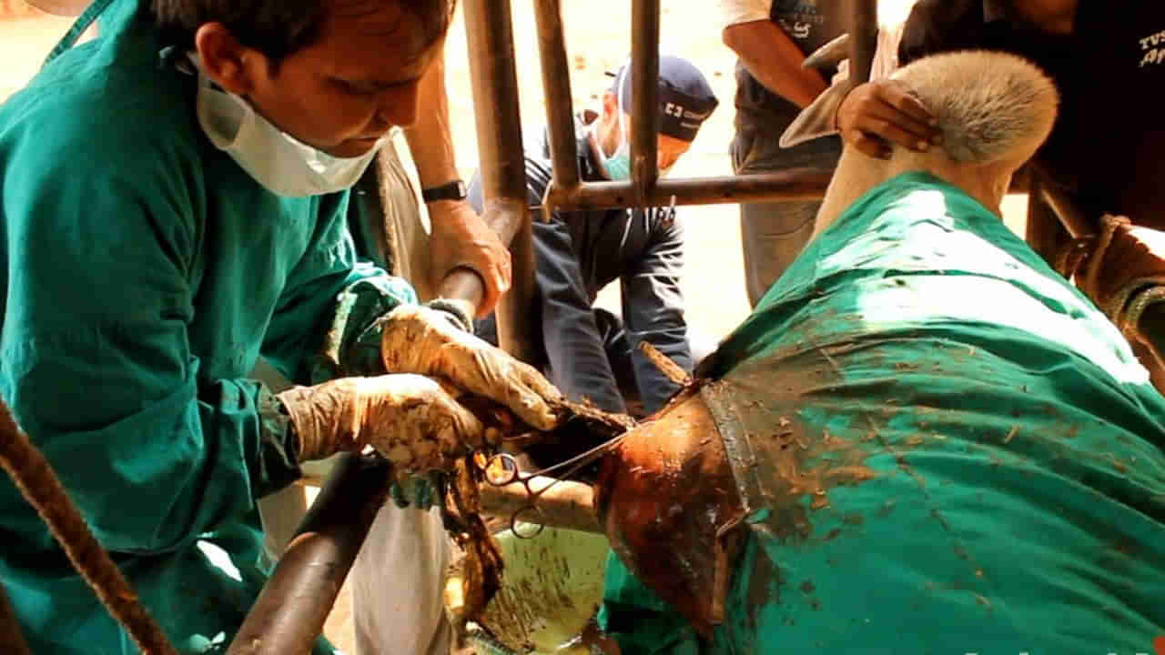 Viral: 5 రోజులుగా తినడం, తాగడం ఆపేసిన గర్భిణీ ఆవు.. పశువుల ఆస్పత్రికి తీసుకెళ్లగా..