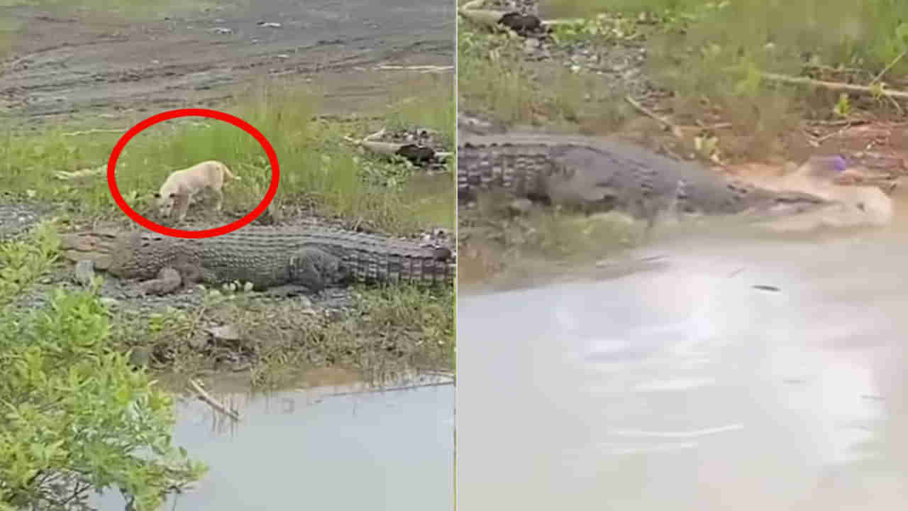 ఒళ్లుగగుర్పొడిచే వీడియో.. క్షణాల్లో కుక్కను లాక్కెళ్లిన మొసలి.. చూస్తే దడుసుకుంటారు..!