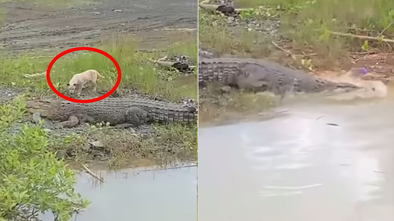 ఒళ్లుగగుర్పొడిచే వీడియో.. క్షణాల్లో కుక్కను లాక్కెళ్లిన మొసలి.. చూస్తే దడుసుకుంటారు..!