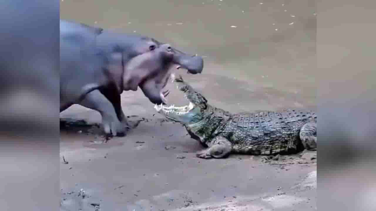 బాహుబలితోనే యుద్దమా.? మొసలి, హిప్పో మధ్య భీకర పోరు.. వీడియో చూస్తే మతిపోవాల్సిందే!