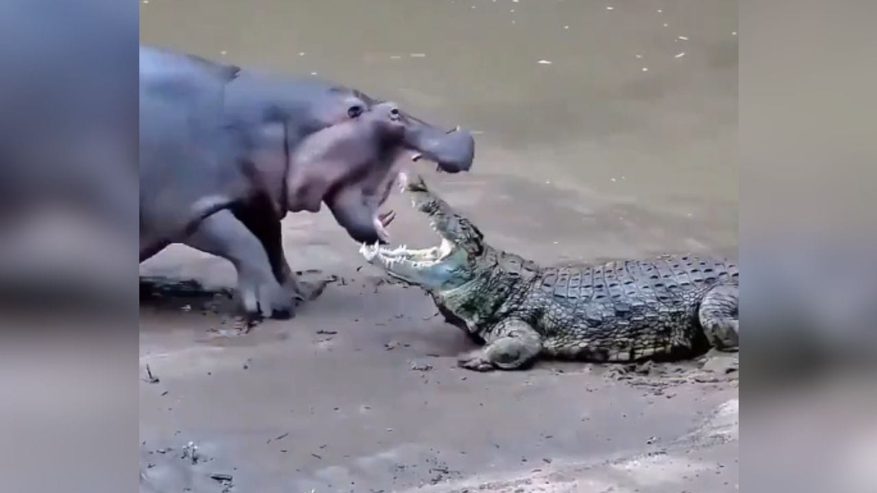 బాహుబలితోనే యుద్దమా.? మొసలి, హిప్పో మధ్య భీకర పోరు.. వీడియో చూస్తే మతిపోవాల్సిందే!