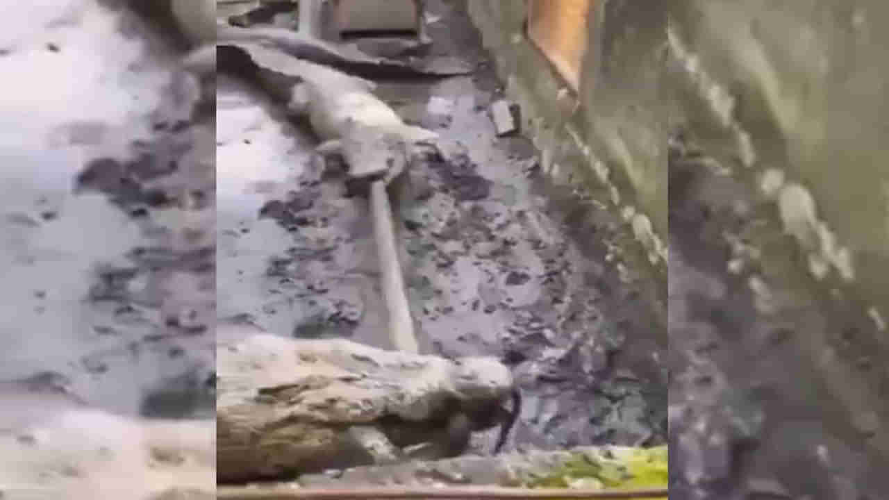 ఓరీ దేవుడో ఒళ్లు గగుర్పాటుకు గురిచేసే వీడియో.. మొసళ్ల నోటికి చిక్కిన పాము.. ఏం జరిగిందంటే..?