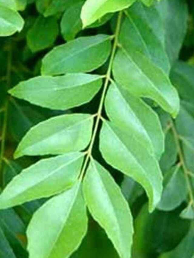 కరివేపాకుతో బోలెడు ప్రయోజనాలు.. రోజూ తింటే ఎంత మంచిదో