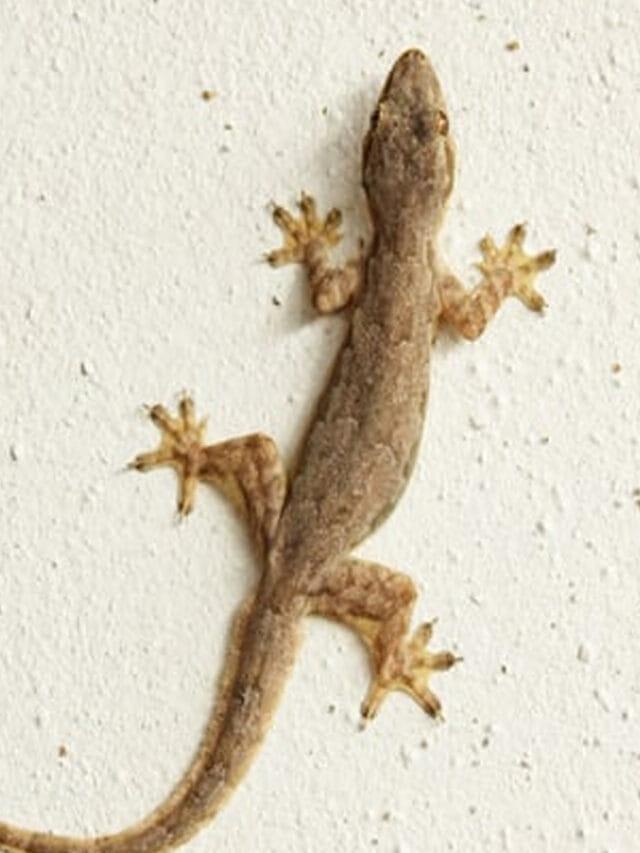 ఇంటిలో గోడలపై బల్లులు ఉండటం మంచిదేనా?