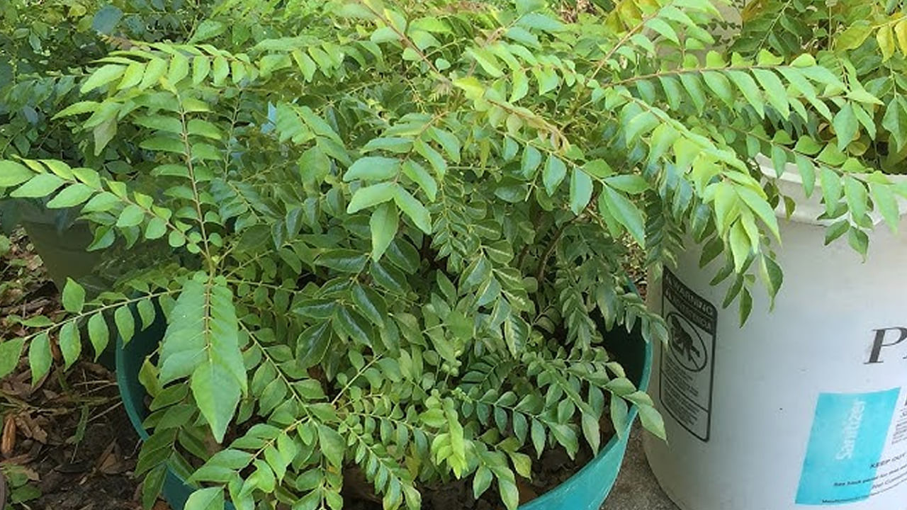 Curry Leaf Plant