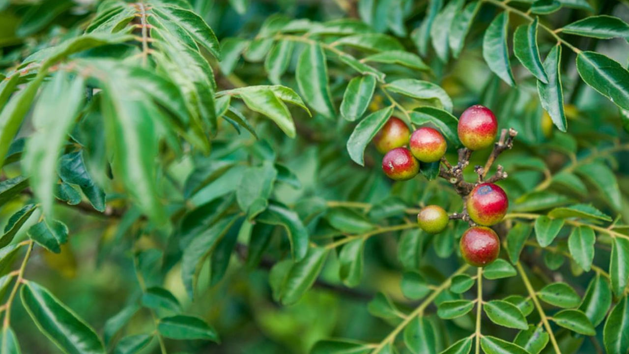 Curry Leaf Plant