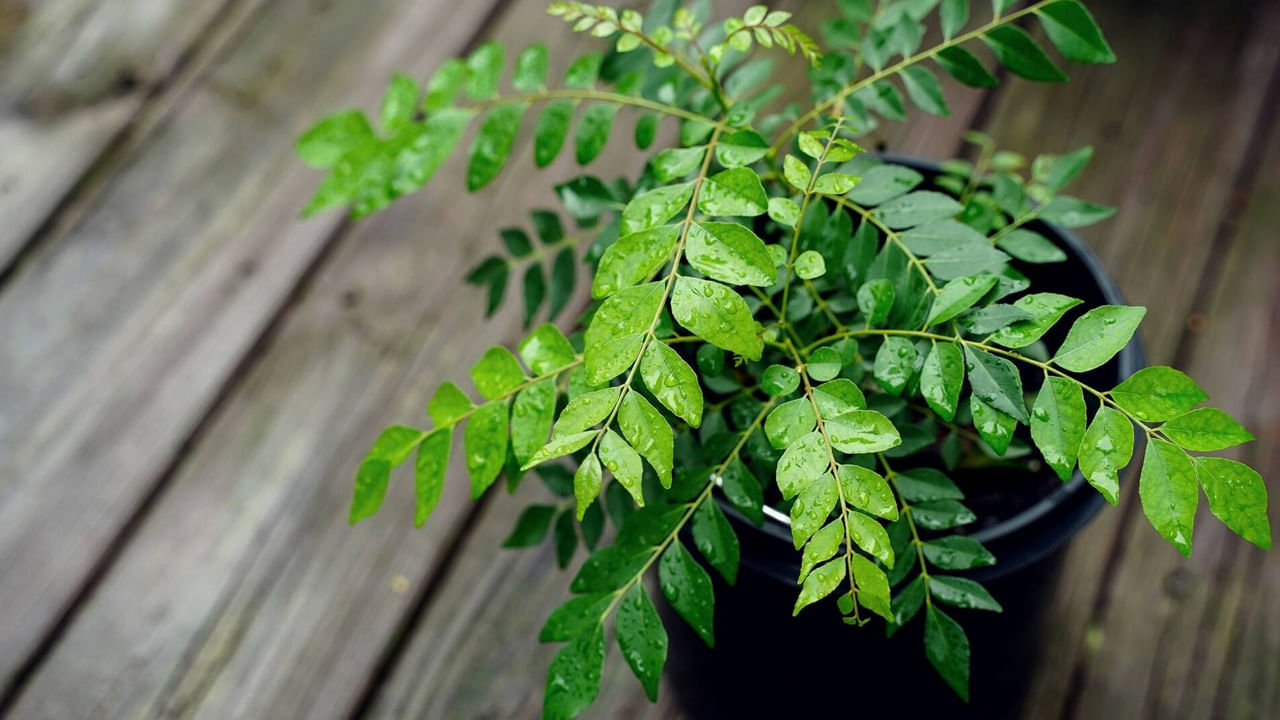 Curry Leaf Plant