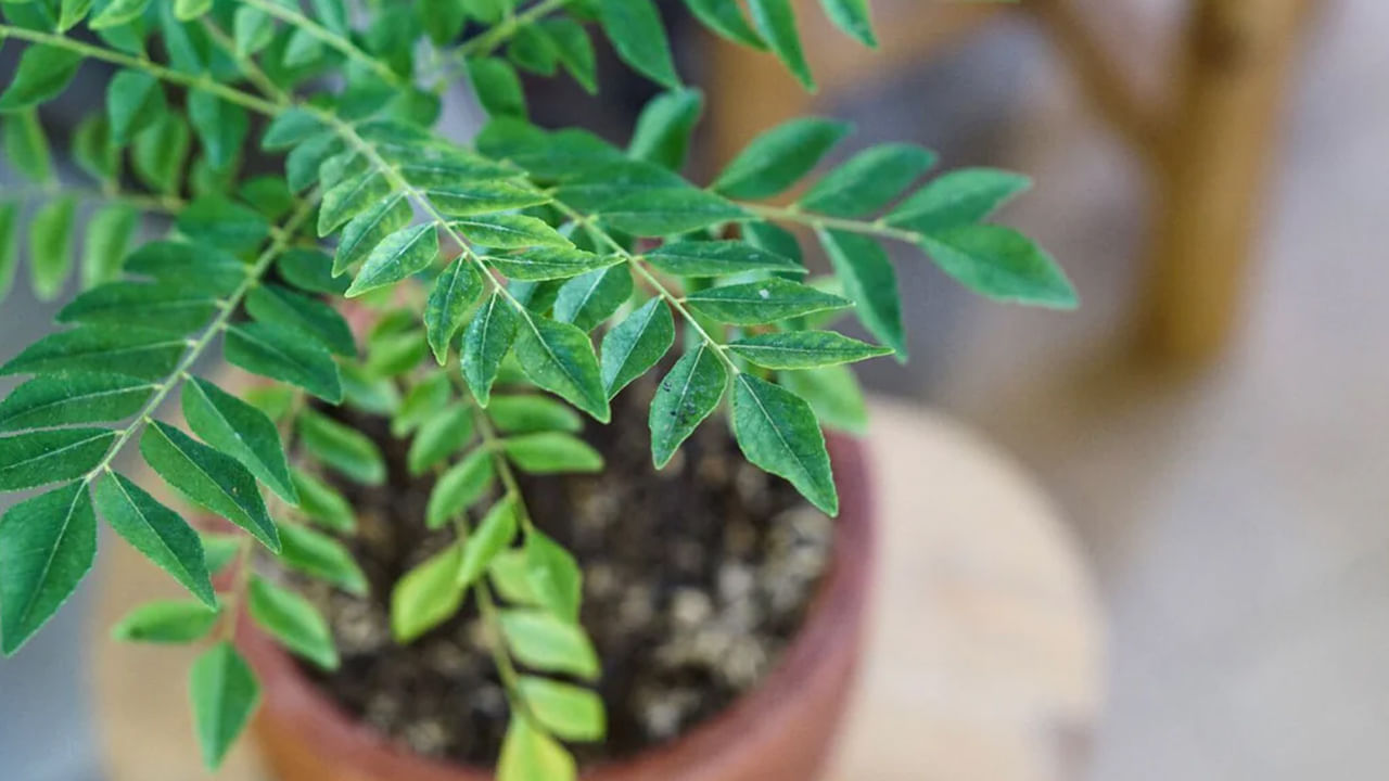 Curry Leaf Plant