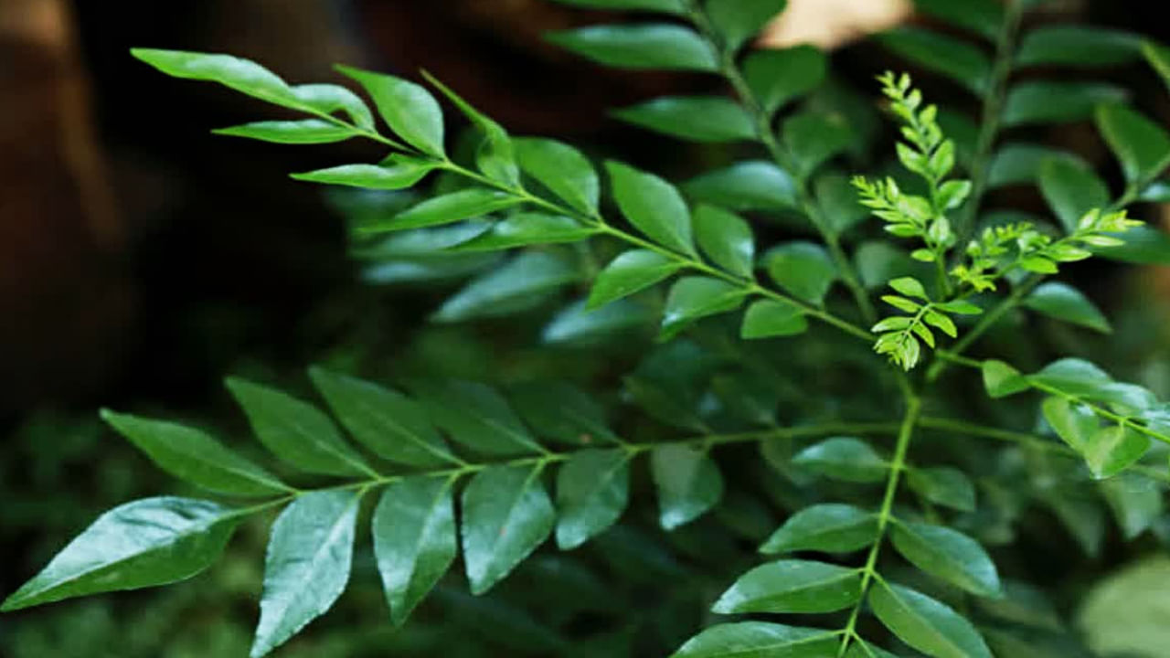 Curry Leaf Plant