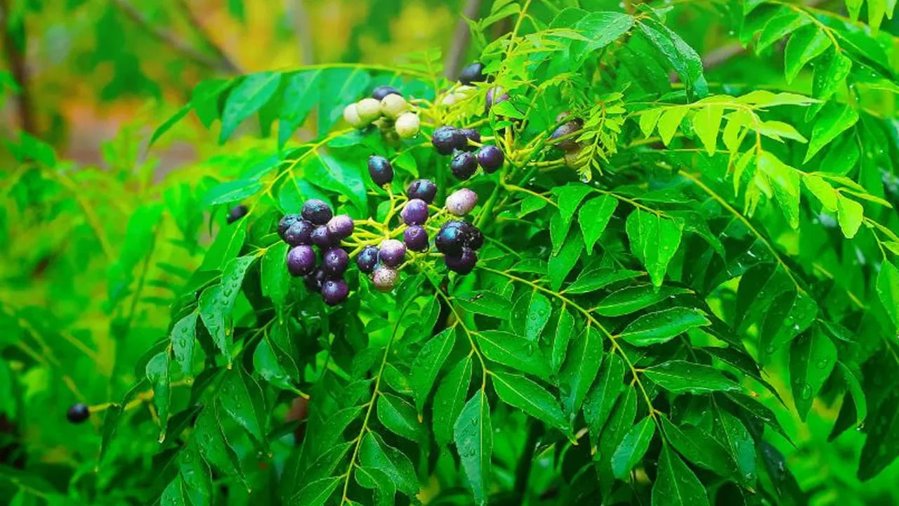 Curry Leaf Plant