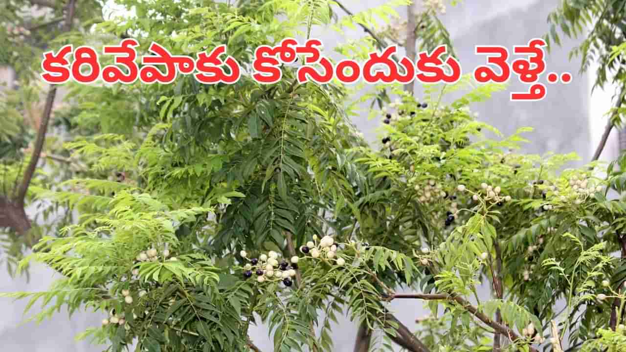 అయ్యో దేవుడా.. కరివేపాకు కోసేందుకు వెళ్తే క్షణాల్లోనే ప్రాణం పోయింది..
