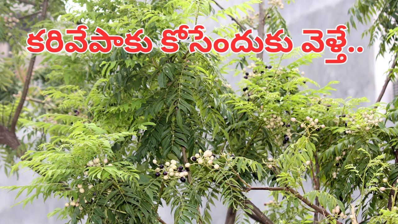 అయ్యో దేవుడా.. కరివేపాకు కోసేందుకు వెళ్తే క్షణాల్లోనే ప్రాణం పోయింది..
