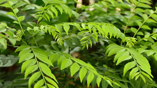 Honey and Garlic: తేనెలో ముంచిన వెల్లుల్లి రెబ్బలను రోజూ ఉదయం 2 నోట్లో వేసుకున్నారంటే..