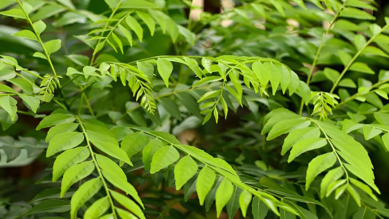 డయాబెటిస్ రోగులకు ఛూమంత్రం.. ఉదయాన్నే రెండు ఆకులు తింటే దెబ్బకు కంట్రోల్..