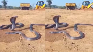 Viral Video: ఓర్నాయనో.. గుండెజబ్బు ఉంటే మాత్రం అస్సలు చూడొద్దు… నెట్టింట కొండచిలువ అటాక్‌ వీడియో వైరల్‌