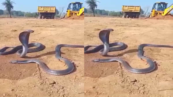 చనిపోయిన మగపాము, కన్నీరు మున్నీరవుతున్న ఆడపాము.. గుండె తరుక్కుపోయే వీడియో