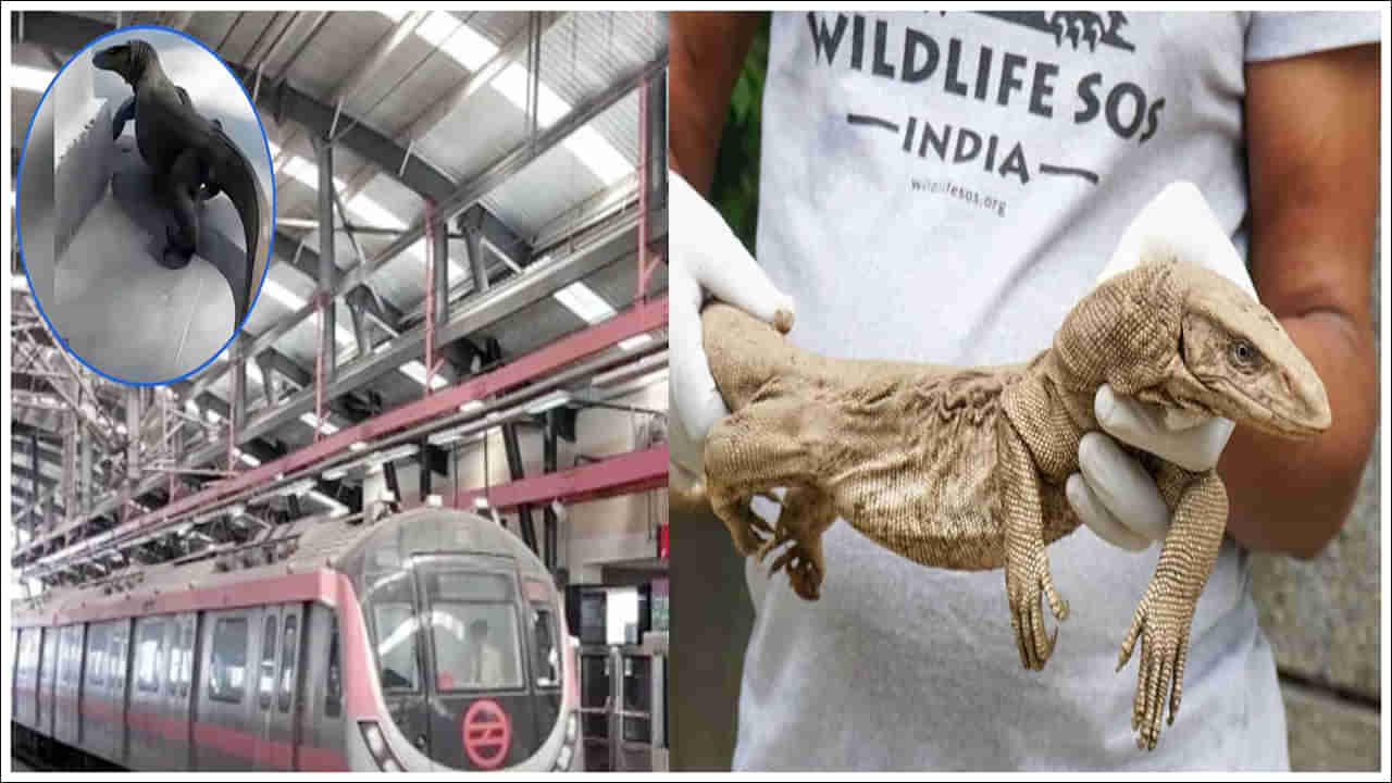 Metro Station: మెట్రో స్టేషన్‌లోకి అతిపెద్ద అరుదైన బల్లి.. హడలిపోయిన ప్రయాణికులు