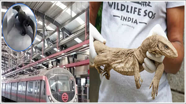 Metro Station: మెట్రో స్టేషన్లోకి అతిపెద్ద అరుదైన బల్లి.. హడలిపోయిన ప్రయాణికులు