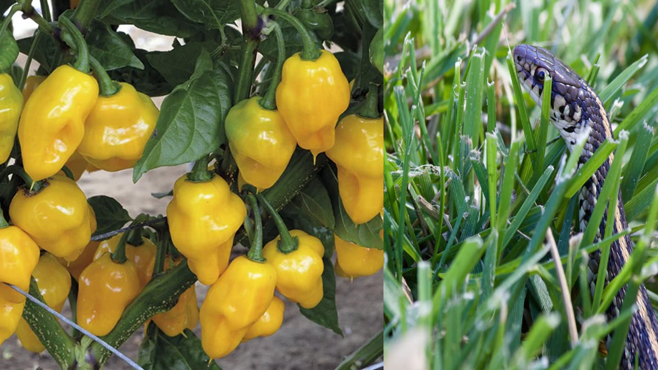 డెవిల్ పెప్పర్: ఇండియన్ స్నేక్‌రూట్ అని కూడా పిలువబడే డెవిల్ పెప్పర్ మొక్కలు పాములను దూరంగా ఉంచడానికి సహజ వికర్షకంగా పనిచేస్తాయి. ఒక్క మాటలో చెప్పాలంటే ఇది పాముల వికర్షక మూలిక అంటారు.. దీని వేరు నుండి వెలువడే విచిత్రమైన వాసన పాములను దూరంగా ఉంచుతుంది.  