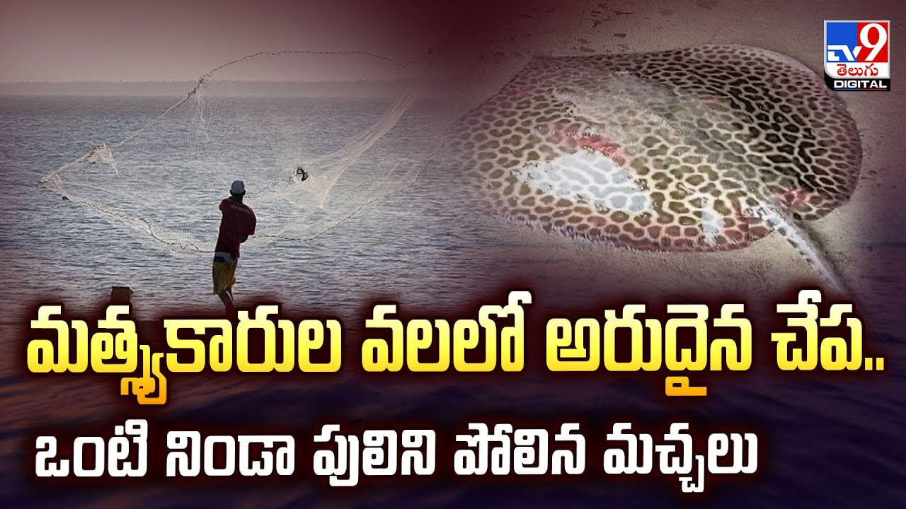 అరుదైన చేప.. అచ్చం పులిలా కనిపిస్తూ.. వీడియో