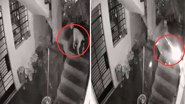 Viral Video: యజమాని రక్షణ కోసం బాంబునే నమిలేసింది... పెంపుడు కుక్క ధైర్యానికి నెటిజన్స్ ఫిదా