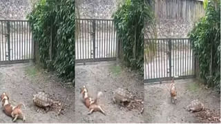 Video Viral: పగబట్టిన పొట్టెలు అక్కకు చుక్కలు చూపించింది..! కొమ్ములతో కుమ్మేస్తూ..