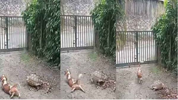 Viral Video: నవ్వీ నవ్వీ కడుపు నొస్తే మాత్రం నాకు తెల్వదు... ఈ వీడియోను చూస్తే మాత్రం నవ్వు ఆపుకోలేరు