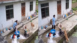 Viral Video: అడవి దున్న దెబ్బకు సింహం గజగజ.. కానీ చివరకు ఏమైందంటే..? వీడియో వైరల్..