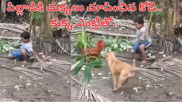 Viral Video: మా దోస్తుగాడినే పొడుస్తావానే.. కోడిపుంజును తరిమిన కుక్క.. అంతకుముందు ఏం జరిగిందో చూడండి..