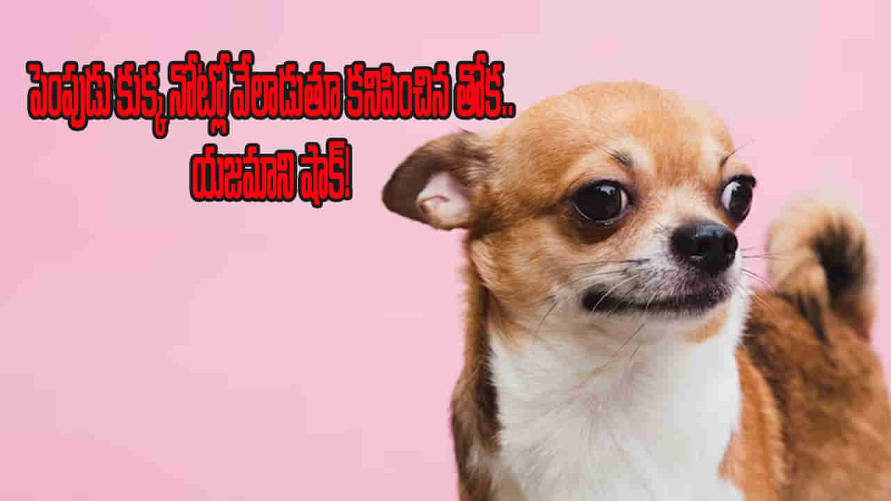 ఆమె పెంపుడు కుక్క నోట్లోంచి వేలాడుతూ కనిపించిన తోక..! షాక్‌లో యజమాని.. ఏం జరిగిందంటే..