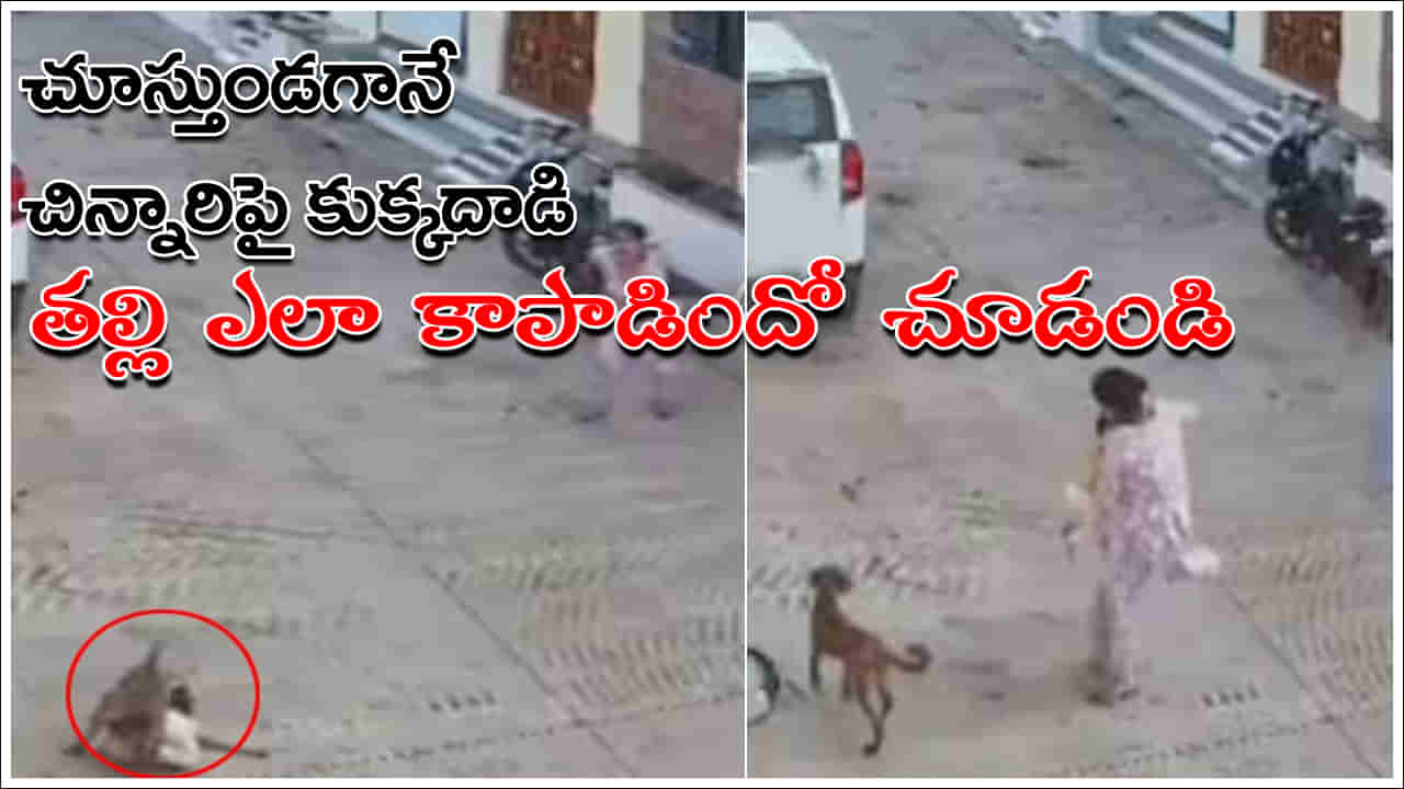 Viral Video: చూస్తుండగానే చిన్నారిపై కుక్క దాడి.. క్షణాల్లో కాపాడిన తల్లి.. వీడియో వైరల్‌