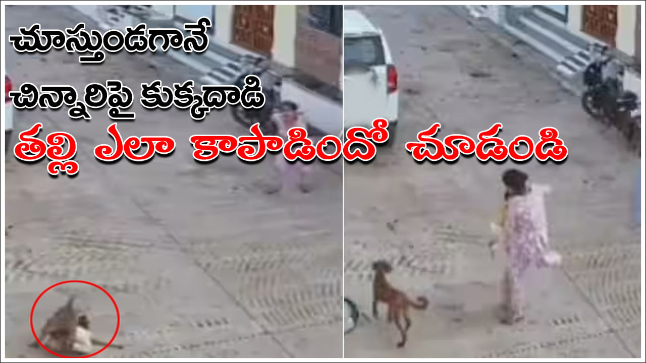 Viral Video: చూస్తుండగానే చిన్నారిపై కుక్క దాడి.. క్షణాల్లో కాపాడిన తల్లి.. వీడియో వైరల్‌