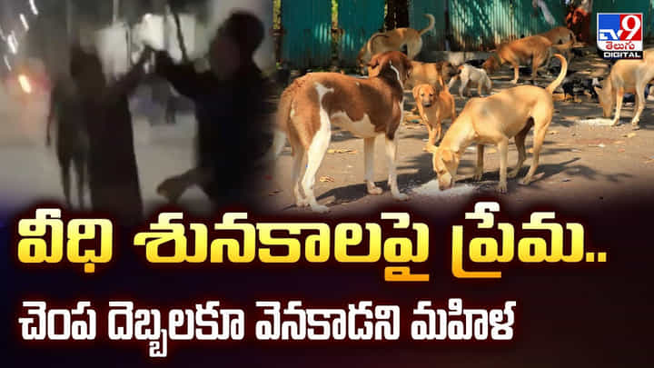 వీధి శునకాలపై ప్రేమ.. చెంప దెబ్బలకూ వెనకాడని మహిళ వీధి శునకాలపై ప్రేమ.. చెంప దెబ్బలకూ వెనకాడని మహిళ