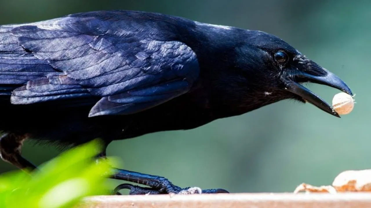 పితృ పక్ష సమయంలో కాకి తన ముక్కుతో పువ్వు లేదా ఆహారం పట్టుకుని ఉండటం లేదా నీరు తాగడం కలలో చూసినట్లయితే.. అది శుభ సంకేతం. ఇది పూర్వీకులకు ఆనందాన్ని, కోరికల నెరవేర్పును లేదా ఆనందం, శ్రేయస్సును సూచిస్తుంది. మరోవైపు కాకి కలలో ఏడుస్తున్నా లేదా ఏదైనా దొంగిలించినా అది అశుభాన్ని సూచిస్తుంది. అంటే పూర్వీకులు సంతోషంగా లేరని లేదా ఇంటికి విపత్తు రావచ్చని అర్థం.
