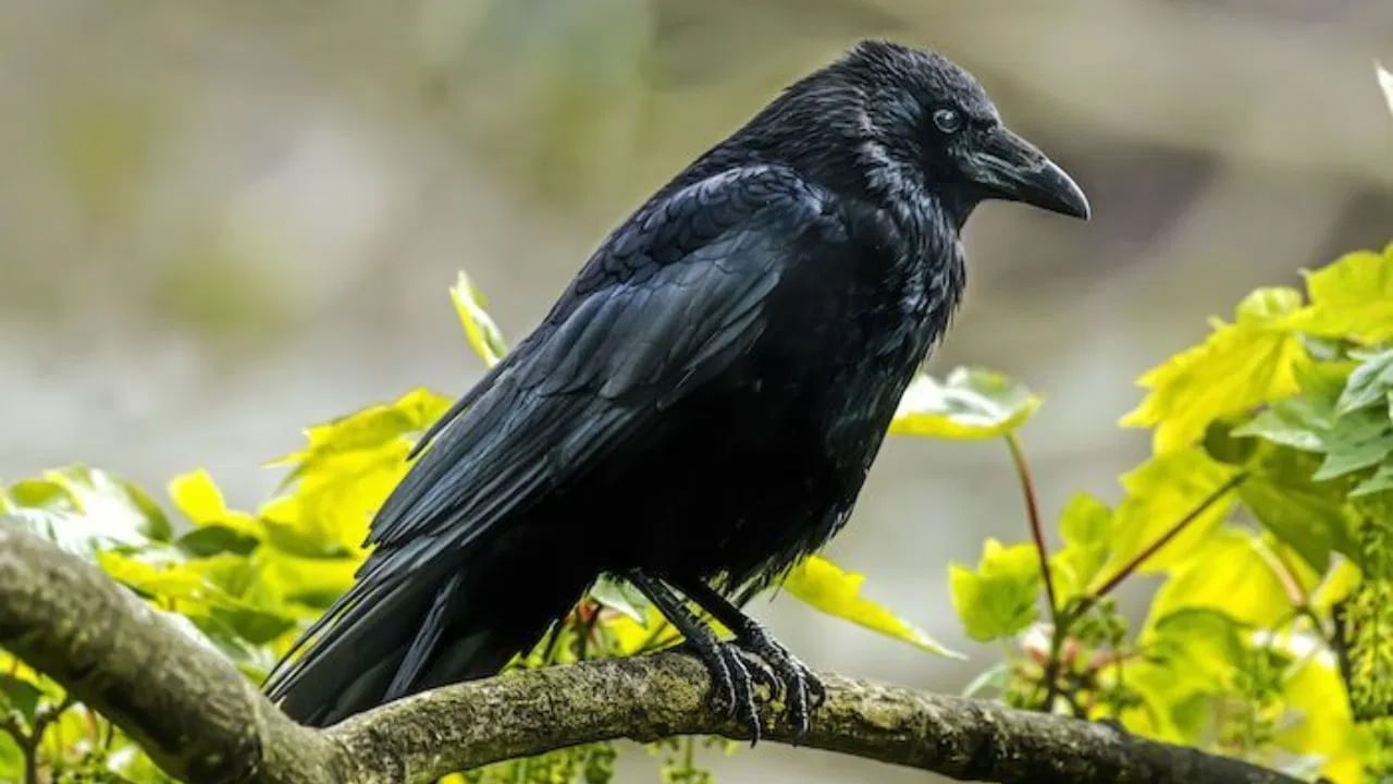 
కలలో కాకిని పట్టుకోవడం చూస్తే: కలలో కాకిని పట్టుకోవడానికి ప్రయత్నిస్తున్నట్లు కనిపిస్తే, అది శుభ సంకేతం. స్వప్న శాస్త్రం ప్రకారం కలలో కాకి పడిపోవడం చూడటం అంటే మీరు ఇబ్బందులను అధిగమించారని ,కుటుంబం అంచనాలకు అనుగుణంగా ఉంటారని అర్థం.
