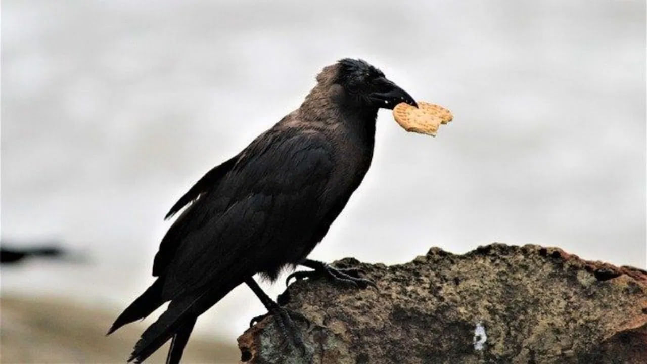 
కలలో కాకి ఏదైనా తింటున్నట్లు చూస్తే: పితృ పక్ష సమయంలో  కలలో కాకి ఏదైనా తింటున్నట్లు కనిపిస్తే ఆ కల శుభప్రదంగా పరిగణించబడదు. ఈ కల అంటే భవిష్యత్తులో మీకు ఏదైనా నష్టం లేదా అశుభ సంఘటన జరగవచ్చని అర్థం. పితృ పక్ష సమయంలో ఇలాంటి కలను చూడటం కూడా పూర్వీకులకు ఆహారం కోసం ఎదురు చూస్తున్నారు అనే కోరికను సూచిస్తుంది.
