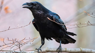 Telugu Astrology: బుధాదిత్య యోగం.. ఈ రాశుల వారికి అధికారం, ఆదాయ వృద్ధి..!