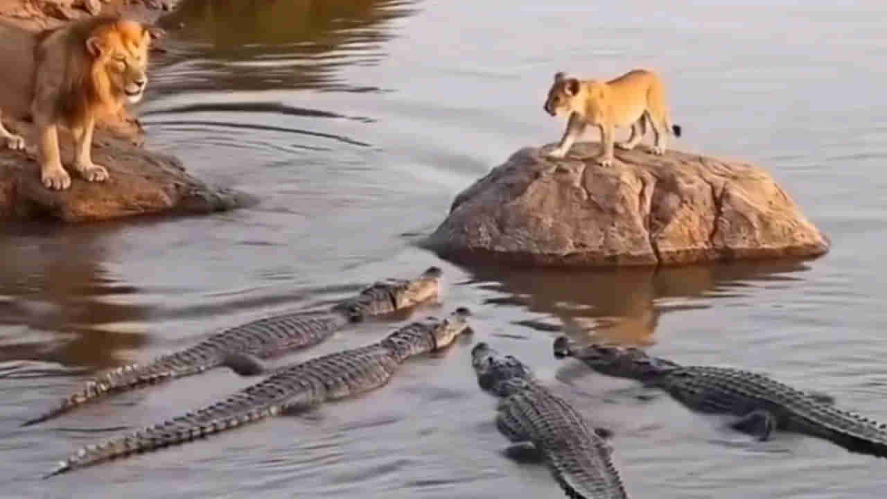 Viral Video: మొసళ్ల మధ్య చిక్కుకున్న సింహం పిల్ల.. సడెన్గా వచ్చిన గద్ద.. చివరకు ఏమైందంటే..? వీడియో వైరల్..