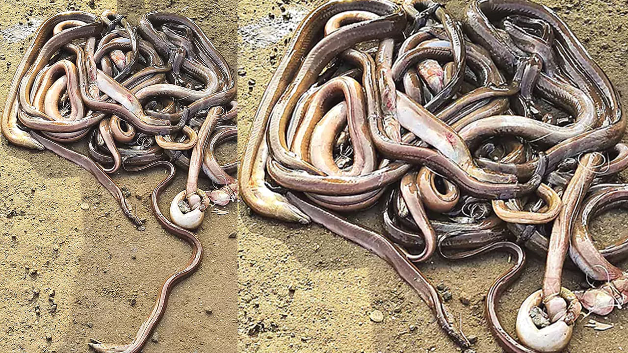 Andhra: పాములు అనుకుంటివా పుష్ప.. జర జాగ్రత్తగా చూడు అప్పా..