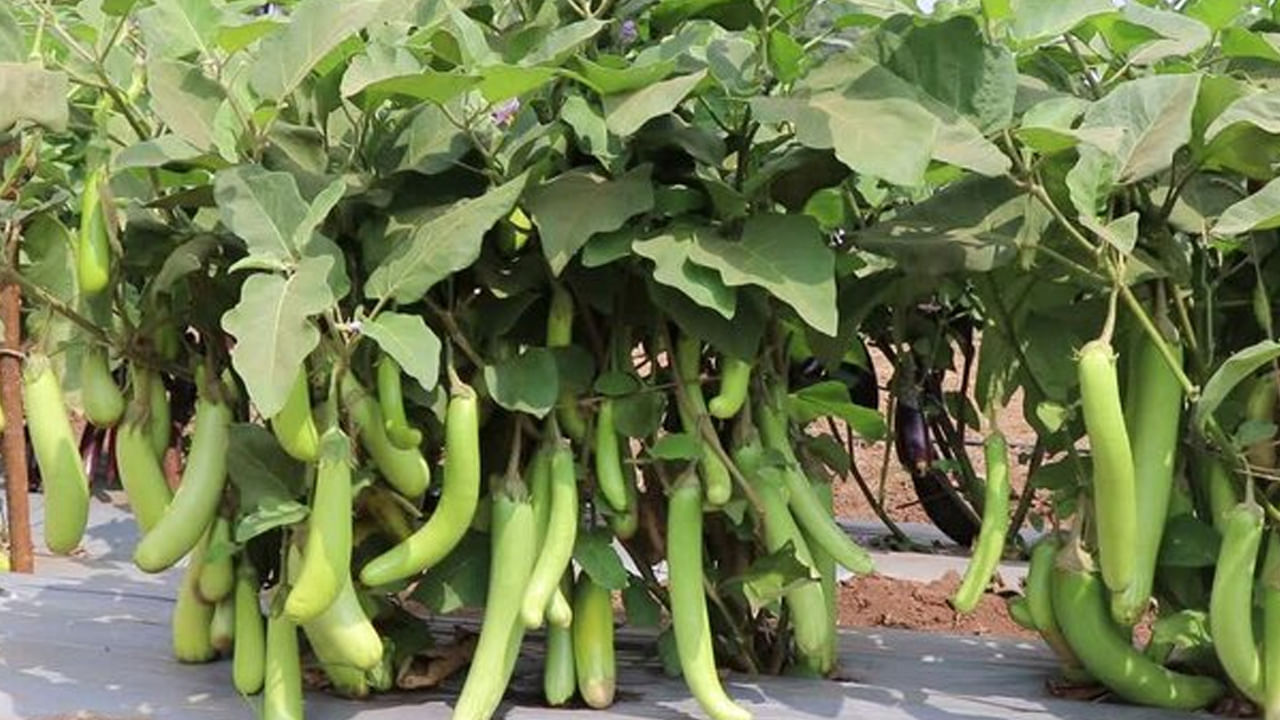 అలెర్జీ: వంకాయ కొంతమందిలో అలెర్జీలకు కారణమవుతుంది. వంకాయ తిన్న తర్వాత చర్మంపై దురద, దద్దుర్లు లేదా ఎరుపు వంటి సమస్యలు కలుగుతుంటే.. మీకు వంకాయ అలెర్జీ ఉందని అర్థం. అటువంటి పరిస్థితిలో వెంటనే వంకాయని తినడం మానేయాలి.