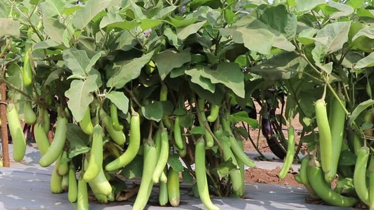 అలెర్జీ: వంకాయ కొంతమందిలో అలెర్జీలకు కారణమవుతుంది. వంకాయ తిన్న తర్వాత చర్మంపై దురద, దద్దుర్లు లేదా ఎరుపు వంటి సమస్యలు కలుగుతుంటే.. మీకు వంకాయ అలెర్జీ ఉందని అర్థం. అటువంటి పరిస్థితిలో వెంటనే వంకాయని తినడం మానేయాలి.