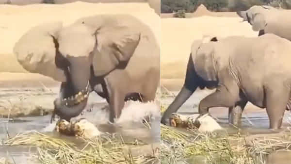 Viral Video: నీటిలోకి దిగిన ఏనుగు.. తొండాన్ని పట్టుకున్న మొసలి.. భీకర యుద్ధంలో గెలుపు ఎవరిదంటే..
