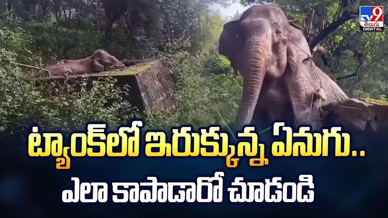 ట్యాంక్లో ఇరుక్కున్న ఏనుగు.. ఎలా కాపాడారో చూడండి ట్యాంక్లో ఇరుక్కున్న ఏనుగు.. ఎలా కాపాడారో చూడండి