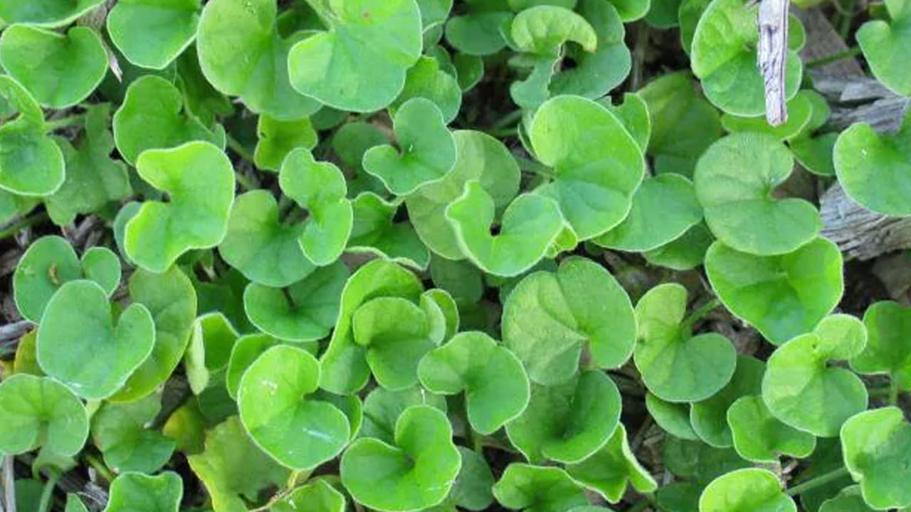 ప్రకృతి వరం ఈ మొక్క.. చెవి సమస్యలతో సహా అనేక వ్యాధులకు బెస్ట్ మెడిసిన్.. ఎలుక చెవి ఆకు..