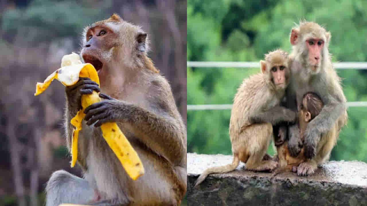 ఇకపై కోతులకు ఆహారం పెడితే రూ.5 వేల ఫైన్ కట్టాల్సిందే..!