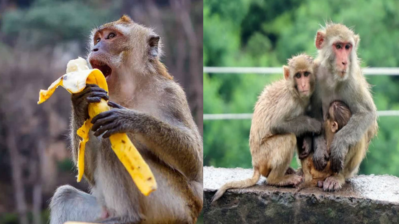 ఇకపై కోతులకు ఆహారం పెడితే రూ.5 వేల ఫైన్ కట్టాల్సిందే..!