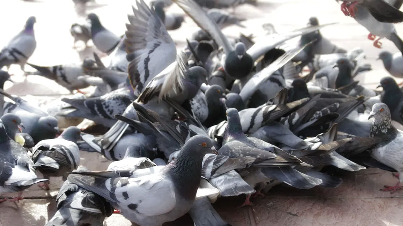 జ్యోతిష్య శాస్త్రం ప్రకారం  పావురం వాయు మూలకంతో సంబంధం ఉన్న జీవి. పావురాలకు ఆహారం ఇవ్వడం వల్ల రాహువు, కేతువు, శని గ్రహాల పరిస్థితి మెరుగుపడుతుంది.
