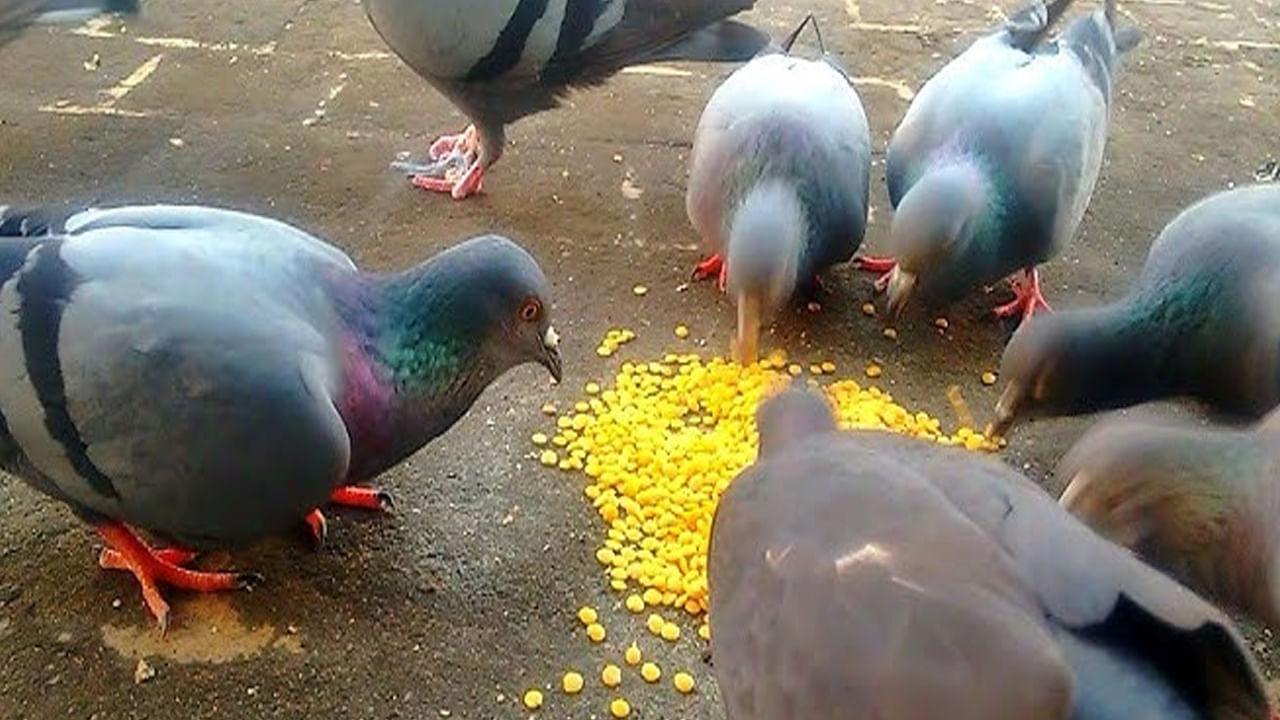 
రాహు-కేతు లేదా కాల సర్ప దోషంతో బాధపడేవారు క్రమం తప్పకుండా పావురాలకు ఆహారం పెట్టాలి. ఇలా చేయడం ద్వారా మానసిక ఒత్తిడి మరియు గందరగోళం నుండి ఉపశమనం లభిస్తుంది
